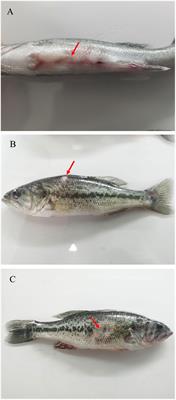 Identification of Shewanella putrefaciens as a novel pathogen of the largemouth bass (Micropterus salmoides) and histopathological analysis of diseased fish